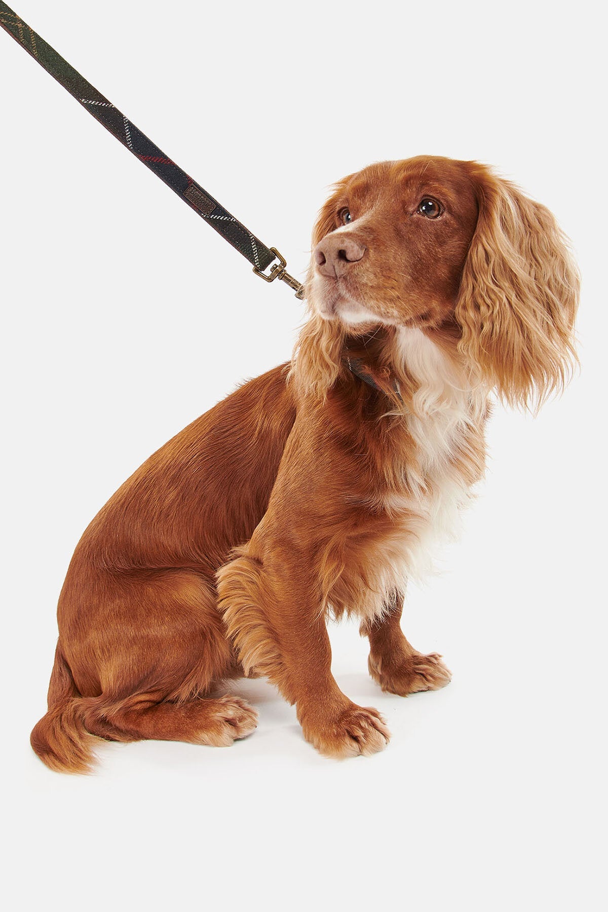 Schottlandkaros-Hundehalsband
