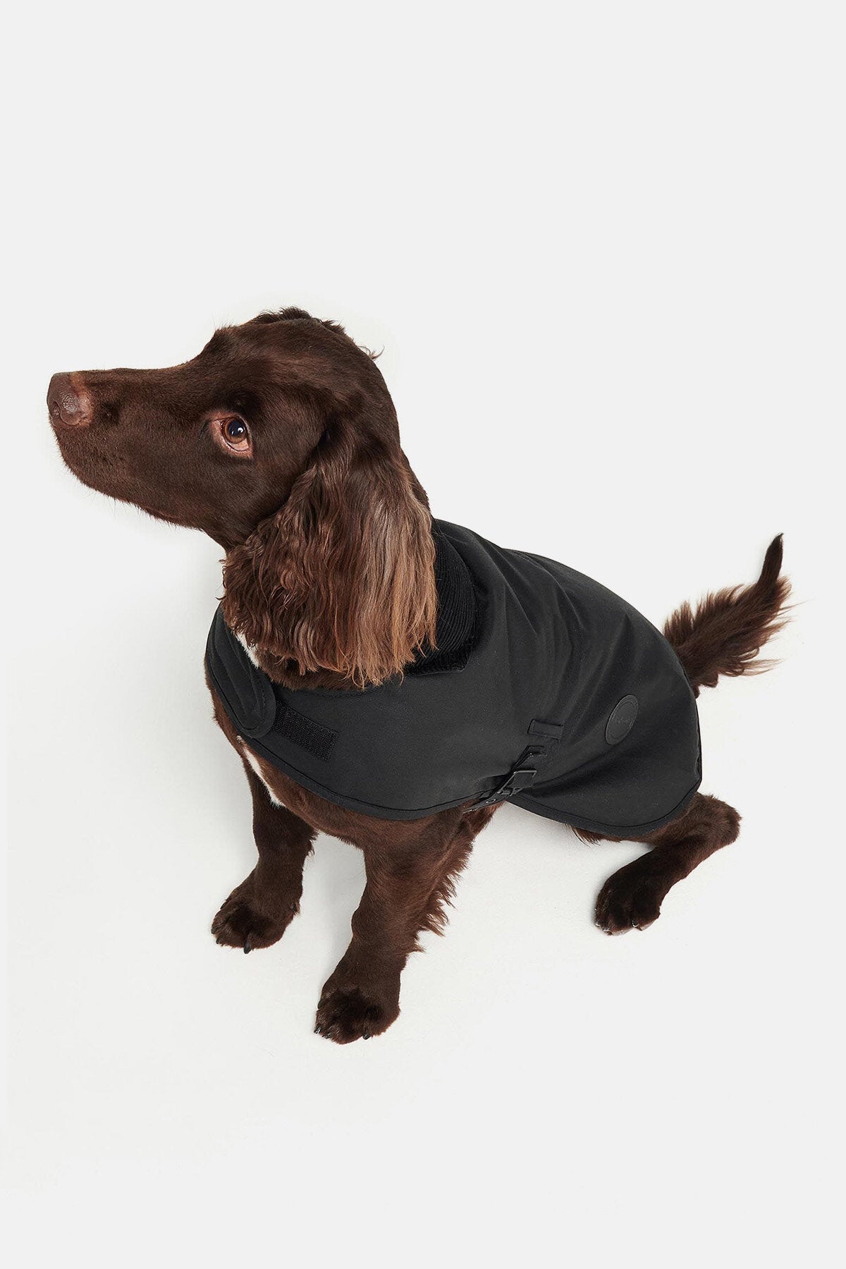Wachsjacke für Hunde