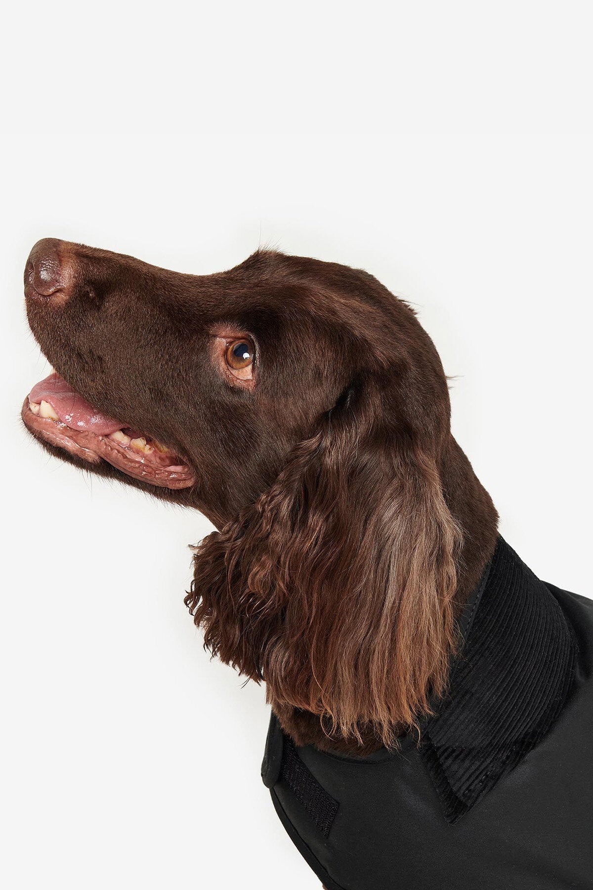 Wachsjacke für Hunde