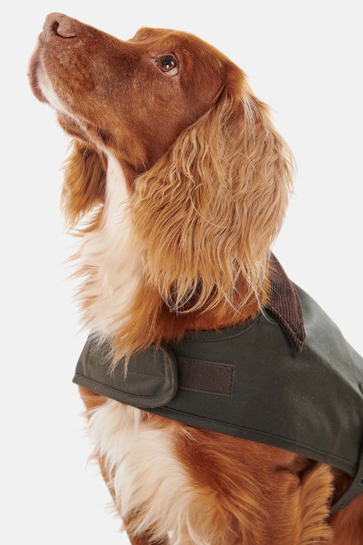 Wachsjacke für Hunde